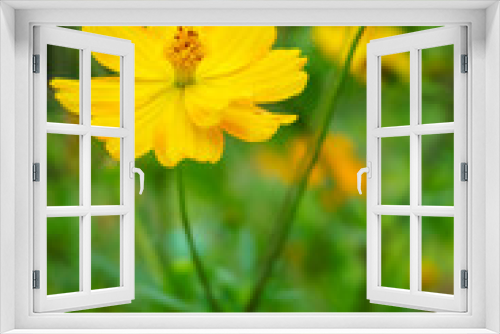 Fototapeta Naklejka Na Ścianę Okno 3D - Yellow Cosmos flower