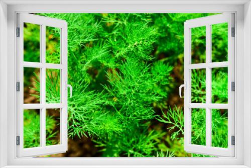 Fototapeta Naklejka Na Ścianę Okno 3D - Fresh green dill close up in nature