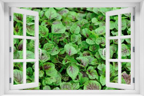 Fototapeta Naklejka Na Ścianę Okno 3D - Edible amaranth grow in vegetable garden