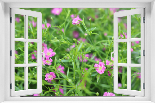 Fototapeta Naklejka Na Ścianę Okno 3D - Hintergrund Blume pink grün Natur Gras