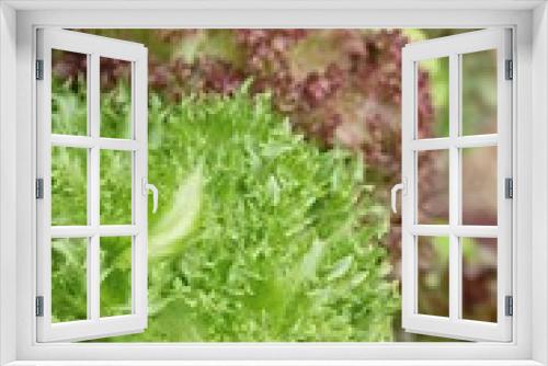 Fototapeta Naklejka Na Ścianę Okno 3D - fresh lettue hydroponics for helth in garden.