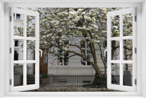 Fototapeta Naklejka Na Ścianę Okno 3D - Magnolie vor Altbau