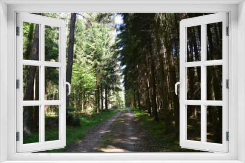 Fototapeta Naklejka Na Ścianę Okno 3D - Im Wald