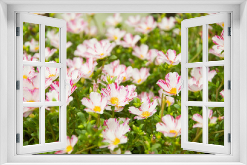 Fototapeta Naklejka Na Ścianę Okno 3D - Common Purslane, Verdolaga, Pigweed, Little Hogweed or Pusley flower