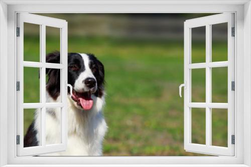 Fototapeta Naklejka Na Ścianę Okno 3D - dog breed Border Collie