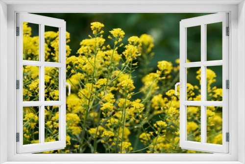 Fototapeta Naklejka Na Ścianę Okno 3D - Small yellow flowers