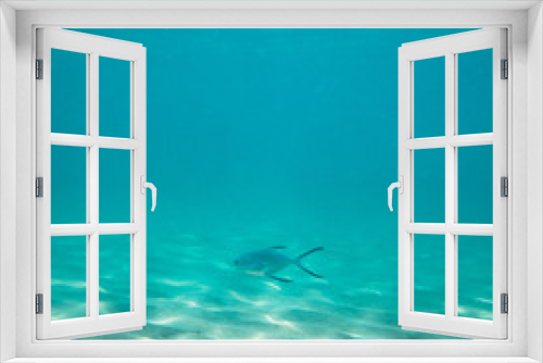 Fototapeta Naklejka Na Ścianę Okno 3D - Beautiful underwater sea, ocean landscape background