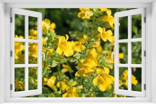 Fototapeta Naklejka Na Ścianę Okno 3D - Gauklerblume, Mimulus