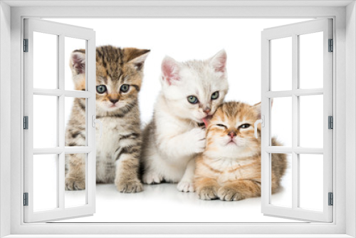 Fototapeta Naklejka Na Ścianę Okno 3D - Drei Kätzchen