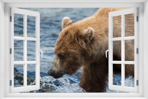 Fototapeta Naklejka Na Ścianę Okno 3D - Large Alaskan brown bear
