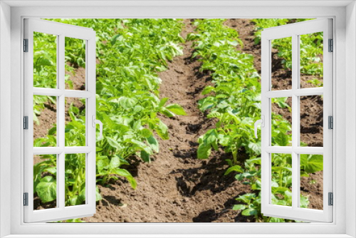 Fototapeta Naklejka Na Ścianę Okno 3D - Rows of potato plants