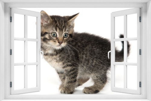 Fototapeta Naklejka Na Ścianę Okno 3D - Cute tabby kitten on white background