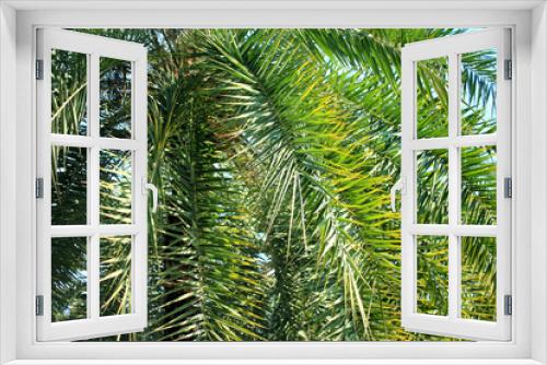 Fototapeta Naklejka Na Ścianę Okno 3D - Green palm leaves background