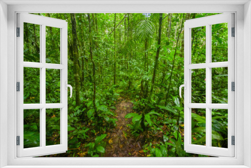 Fototapeta Naklejka Na Ścianę Okno 3D - Inside of the amazonian Jungle, surrounding of dense vegetation in the Cuyabeno National Park, South America Ecuador