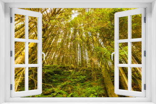 Fototapeta Naklejka Na Ścianę Okno 3D - Bottom shot of high pine trees in forest