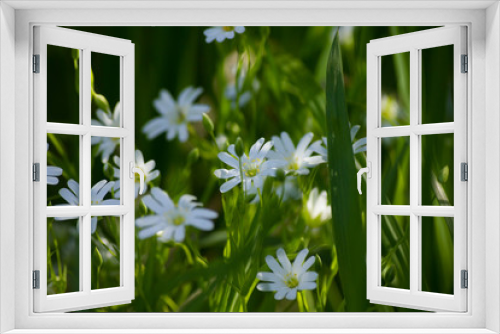 Fototapeta Naklejka Na Ścianę Okno 3D - Small white wild flowers, close-up