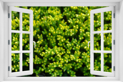Fototapeta Naklejka Na Ścianę Okno 3D - Macro photo of green plant. Natural background