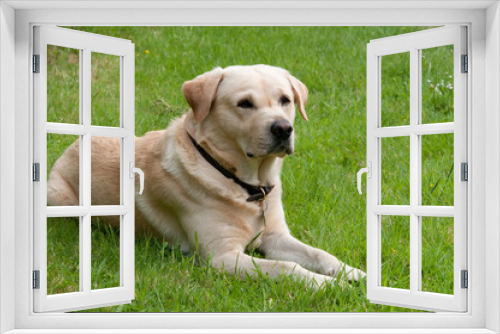 Fototapeta Naklejka Na Ścianę Okno 3D - Golden Labrador