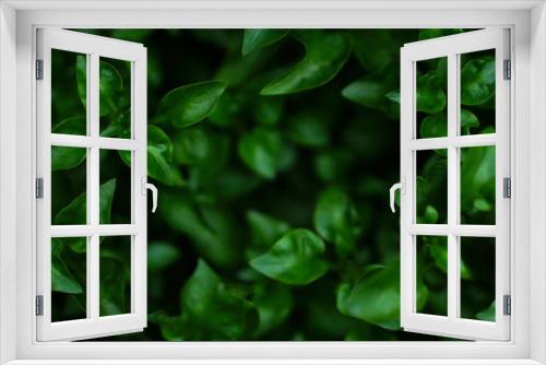 Fototapeta Naklejka Na Ścianę Okno 3D - green leaves texture  fresh nature background  deep focus