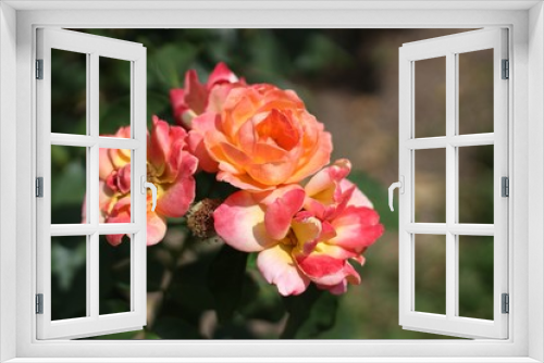 Fototapeta Naklejka Na Ścianę Okno 3D - red flower