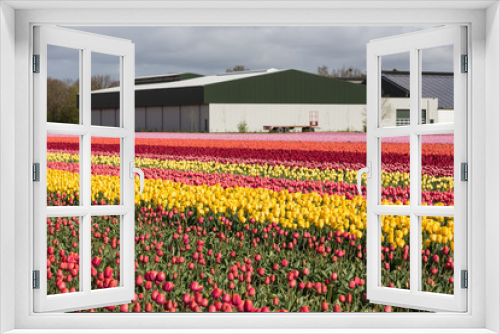 Fototapeta Naklejka Na Ścianę Okno 3D - Dutch farmland with barn and colorful tulip field