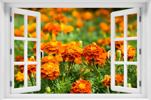 Fototapeta Naklejka Na Ścianę Okno 3D - french marigolds flower