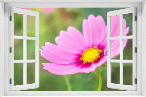 Fototapeta Naklejka Na Ścianę Okno 3D - flowers, cosmos white and pink flowers in the park ,colorful flowers , pastel style