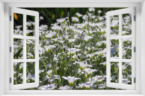 Fototapeta Naklejka Na Ścianę Okno 3D - The background of the many white flowers in the summer. Cerastium biebersteinii DC.
