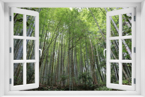 Fototapeta Naklejka Na Ścianę Okno 3D - 竹林と木々　高知市深谷