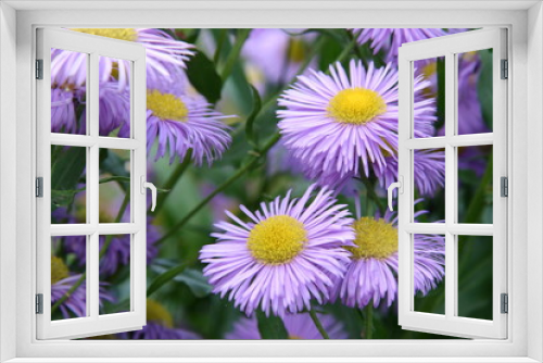 Fototapeta Naklejka Na Ścianę Okno 3D - Astern Blüten (aster tataricus)