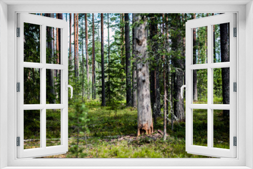 Fototapeta Naklejka Na Ścianę Okno 3D - Summer forest jungle