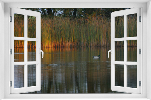 Fototapeta Naklejka Na Ścianę Okno 3D - stockenterich in der abendsonne