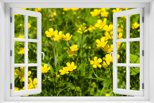 Fototapeta Naklejka Na Ścianę Okno 3D - Yellow buttercup flowers in a summer meadow. Beautiful vibrant  background for wallpaper,  web design,floral texture. Summer times nature image.