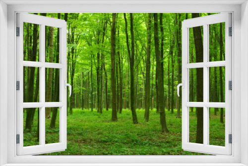 Fototapeta Naklejka Na Ścianę Okno 3D - Trees in  forest