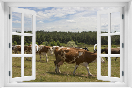 Fototapeta Naklejka Na Ścianę Okno 3D - A cow with brown and white wool grazes on a green meadow