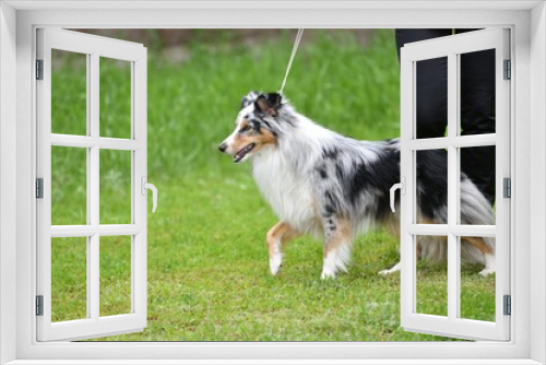 Fototapeta Naklejka Na Ścianę Okno 3D - Dog breeds of shelties