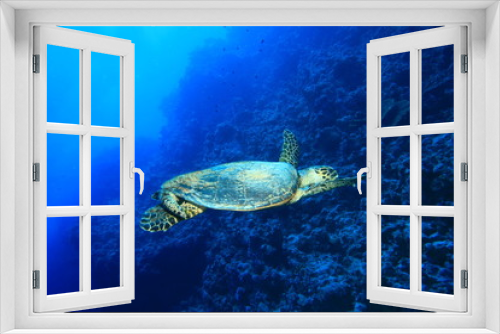 Fototapeta Naklejka Na Ścianę Okno 3D - Hawksbill Turtle (Eretmochelys imbricata)