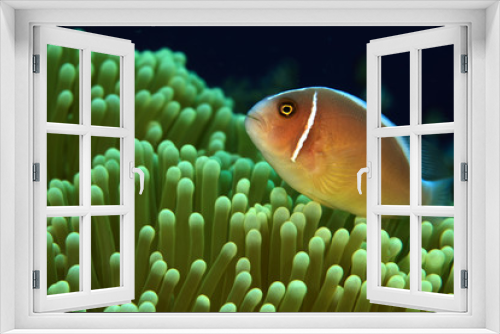 Fototapeta Naklejka Na Ścianę Okno 3D - Pink Anemonefish