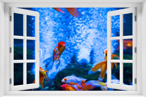 Fototapeta Naklejka Na Ścianę Okno 3D - Tropical and aquarium goldfish in blue water. Beautiful background of the underwater world