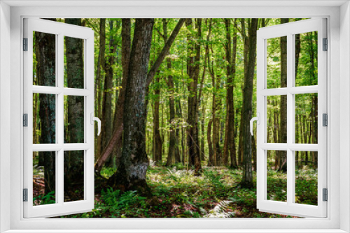 Fototapeta Naklejka Na Ścianę Okno 3D - Forest in Michigan