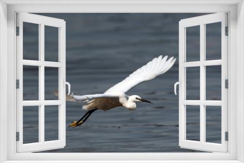 Fototapeta Naklejka Na Ścianę Okno 3D - The little egret (Egretta garzetta) flying over the River Danube at Zemun in the Belgrade Serbia.