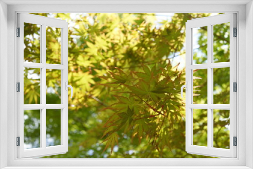 Fototapeta Naklejka Na Ścianę Okno 3D - 春の紅葉　透過　陽射し　日光　新緑　