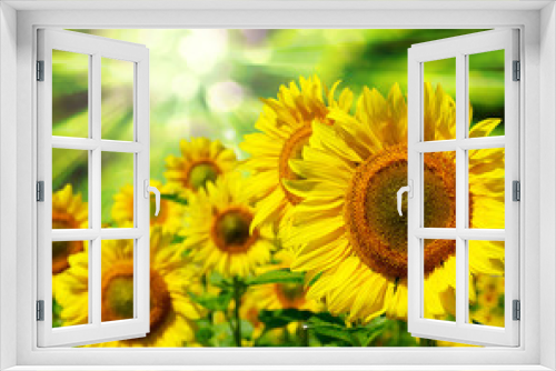 Fototapeta Naklejka Na Ścianę Okno 3D - sunflowers