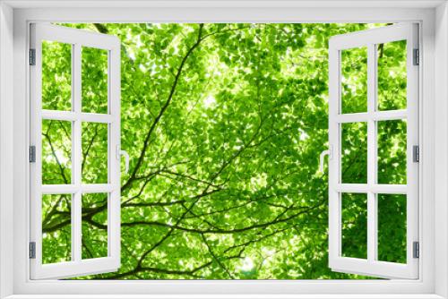 Fototapeta Naklejka Na Ścianę Okno 3D - 山の新緑