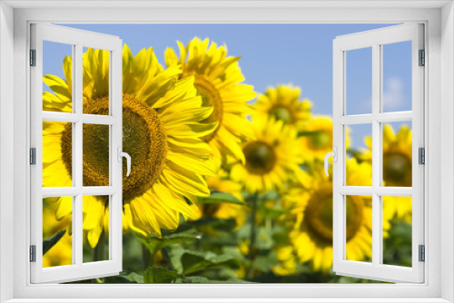 Fototapeta Naklejka Na Ścianę Okno 3D - sunflowers