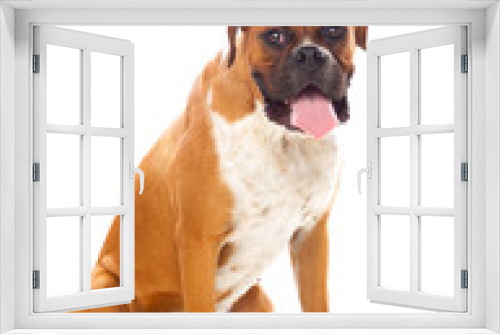 Fototapeta Naklejka Na Ścianę Okno 3D - Beautiful boxer dog
