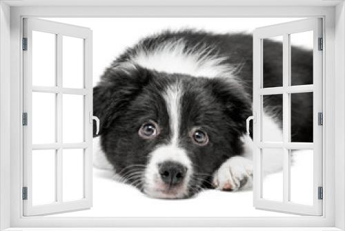 Fototapeta Naklejka Na Ścianę Okno 3D - Portrait of a small black and white Border Collie breed puppy. He lies and looks sadly into the camera. Background is isolated.
