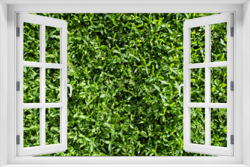 Fototapeta Naklejka Na Ścianę Okno 3D - Background of green grass. Background of green grass. Natural lawn