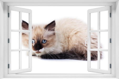 Fototapeta Naklejka Na Ścianę Okno 3D - A kitten on a white background