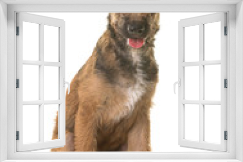 Fototapeta Naklejka Na Ścianę Okno 3D - puppy belgian shepherd laekenois